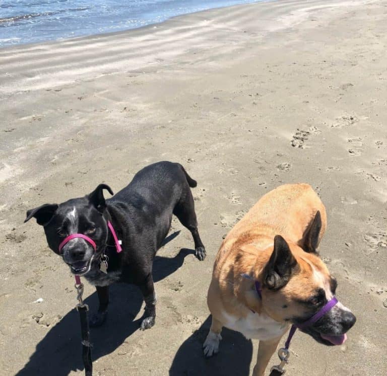 How Soon Can I Take My New Rescue Dog to the Beach?