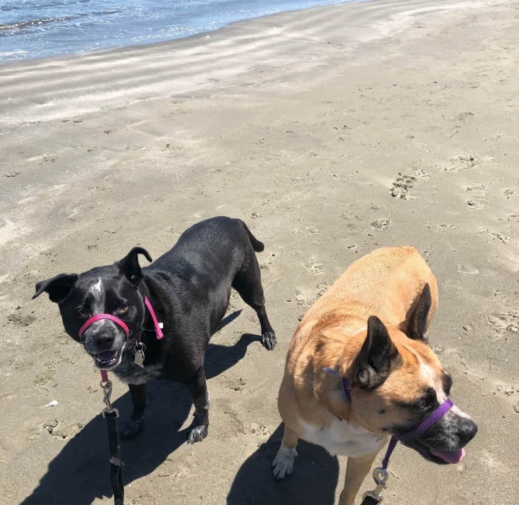 How Soon Can I Take My New Rescue Dog to the Beach?