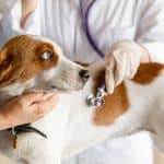 Brown and white Beagle getting examined at vet