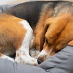 Sweet tri-colored Beagle curled up and sleeping in one of his many beds.