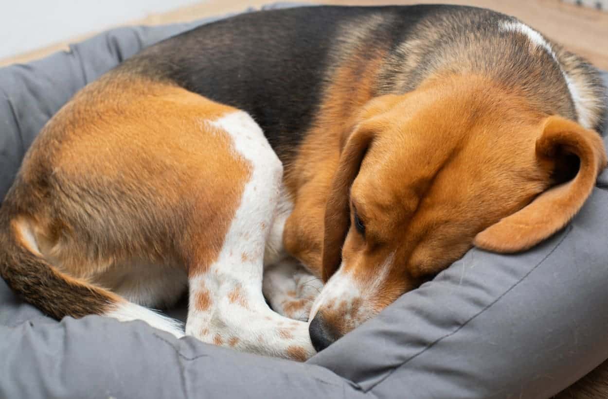 how-many-beds-should-your-dog-have