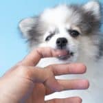 Small white puppy biting owners finger