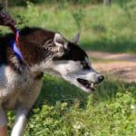 Rescued husky on leashed baring teeth as behavior gets worse