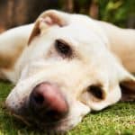 Sad yellow lab lying on grass