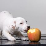Small white puupy eating a huge red apple