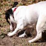 Small white dog scratching at ground and kicking up dirt
