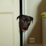 Brown lab poking his head out of an unlocked door