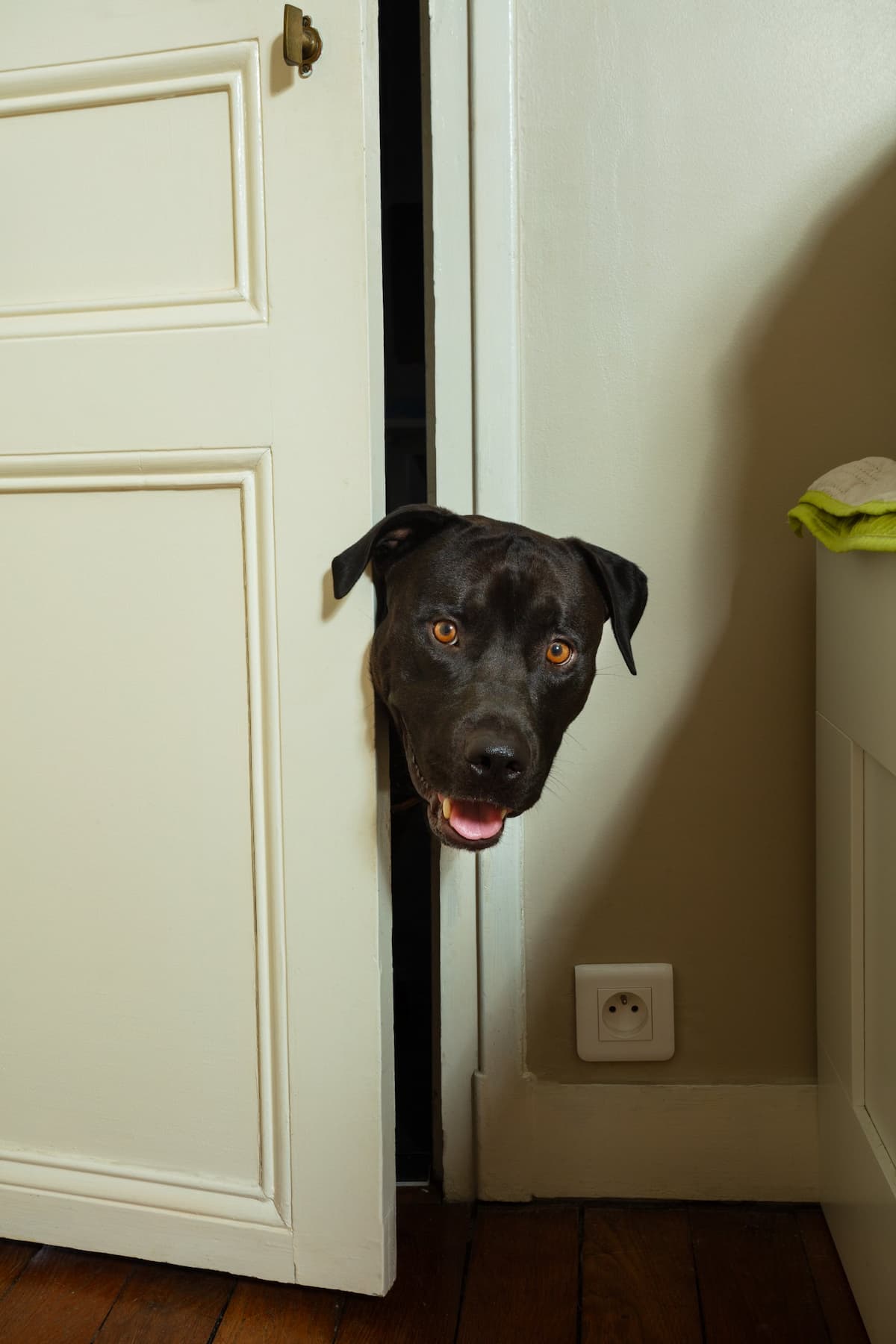 Can a Dog Open Doors? Be Prepared!
