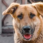 Older dog being adopted from shelter looking happily at his new owner