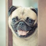 White Pug looking very excited looking through fence opening