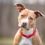 Sweet brown and white Pit Bull listening attentively