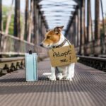 Sweet tan and white dog sitting on a crossover walk with a suitcase and a sign "Adopt Me"