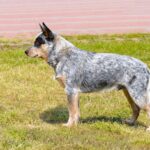 Are Australian Cattle Dogs Related to the Wild Australian Dingo?