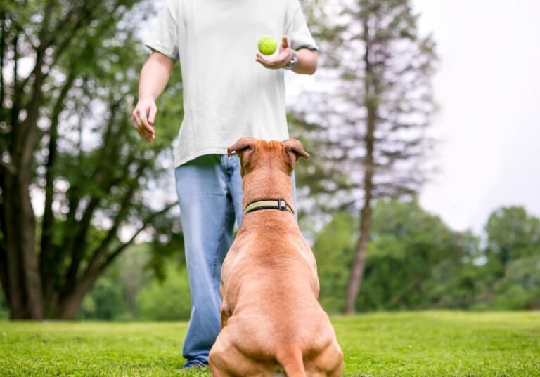 Picture of How to Keep Your Arthritic Dog Entertained