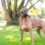 Boxer outside in park cocking his head and listening as someone speaks his owner's name.