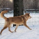 Large brown dog running back and forth along his fence on snowy ground.