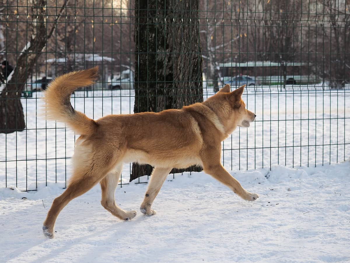 Why Does My Dog Run Back and Forth Like She is Crazed?