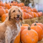 Sweet large golden brown dog sitting in a huge pumpkin patch How much pumpkin should a dog eat?
