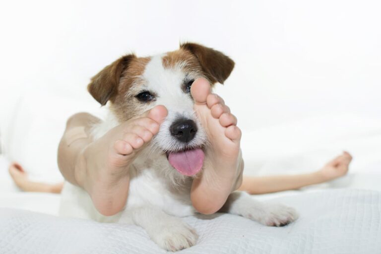 Why Does My Dog Lick My Feet? 7 Most Likely Reasons