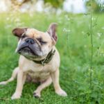 Pug in green field shaking his head