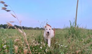 Why Does My Dog Keep Shaking Their Head? Should I Worry?