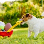 White Jack Russell Terrier with brown ears greedily pulling a small wagon full of dog toys.