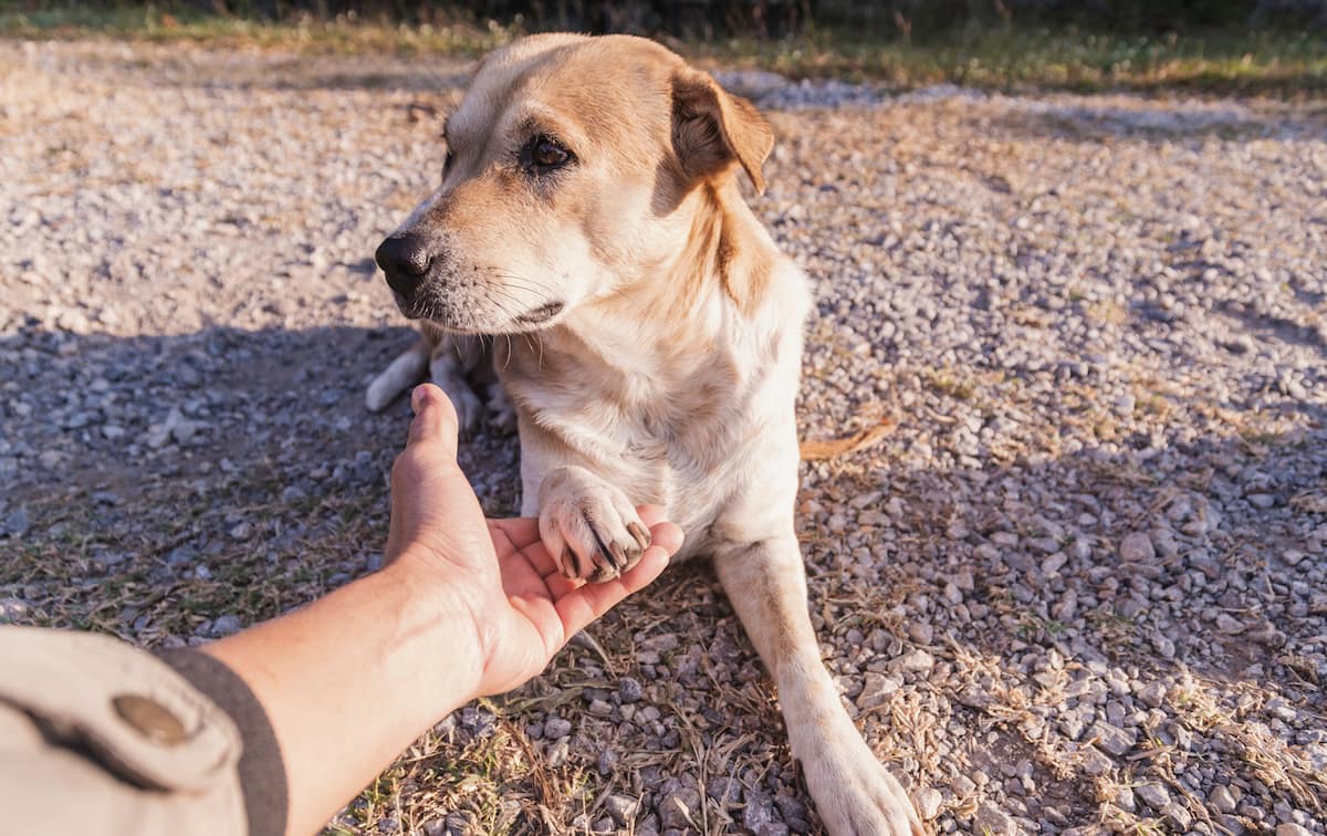 Why Do Dogs Hate Having Their Paws Touched?