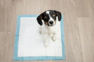 Why Don't Dogs Use Litter Boxes? Life Would Be So Much Easier!